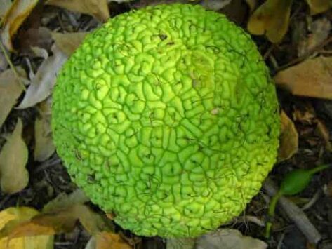 Adam's apple for treating varicose veins